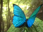 Живые тропические бабочки Голубой Морфа