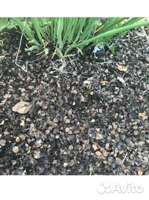 Лузга гречихи