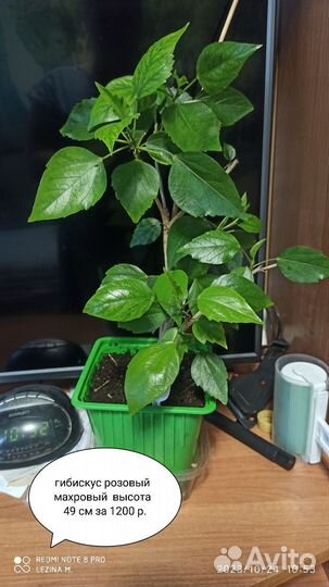 Комнатные растения