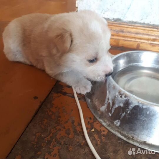 Щенок в добрые руки маленькой собаки