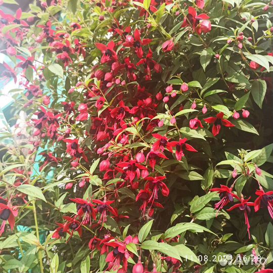 Сортовые фуксии