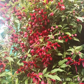 Сортовые фуксии