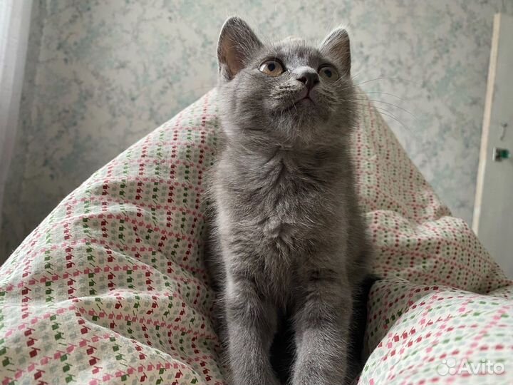 Отдадим котенка в добрые руки