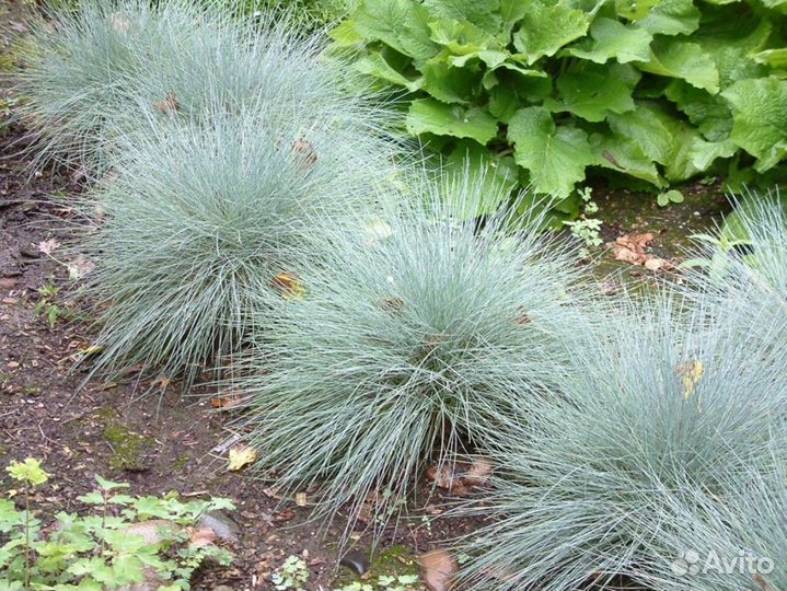 Овсяница сизая