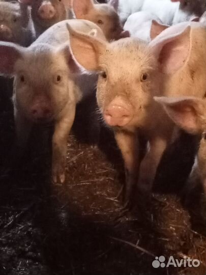 Поросята