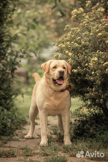 Вязка лабрадор РКФ