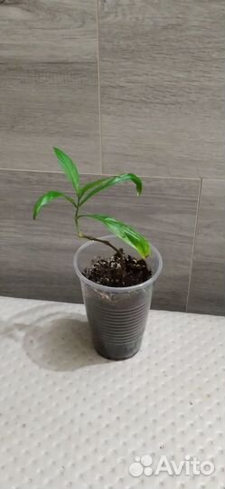 Пахистахис