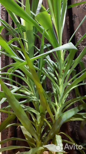 Комнатный цветок