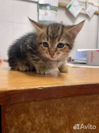 Кошка в дар бесплатно