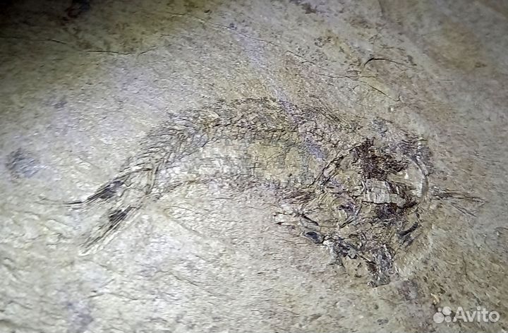 Окаменелая рыба