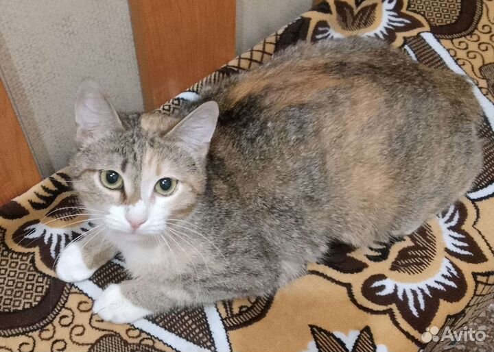 Котенок Ладушка, 6-7 мес