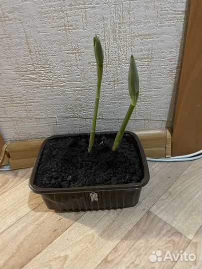 Купена садовая