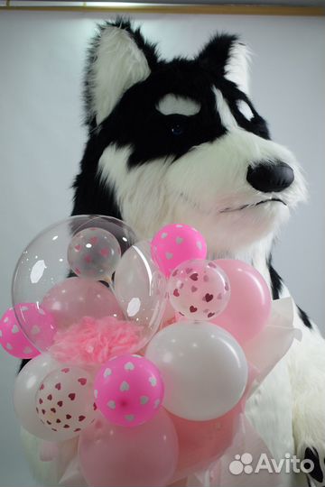 Хаски поздравление