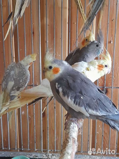 Попугай корелла