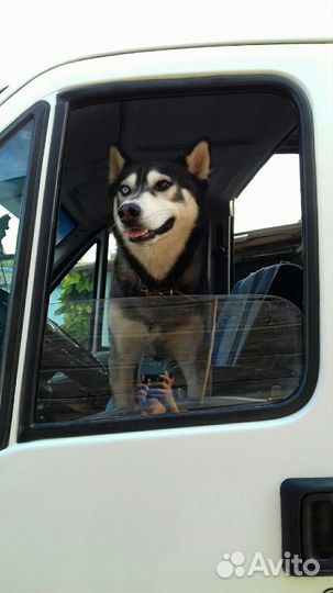 Ищу невесту