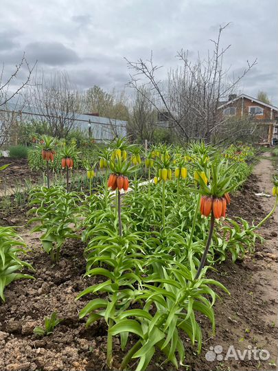 Рябчик императорский, многолетние растения