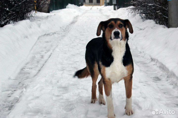 Собака в добрые руки