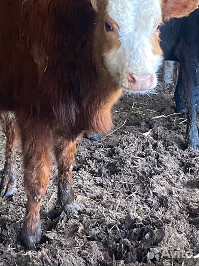 Бычки 7 голов