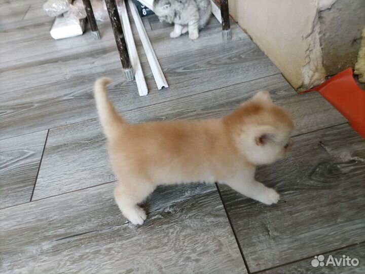 Шотландские котята