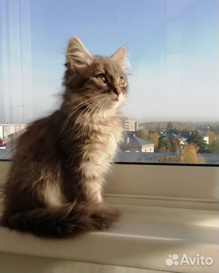 Котенок в добрые руки