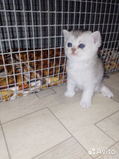 Котята шиншиллы