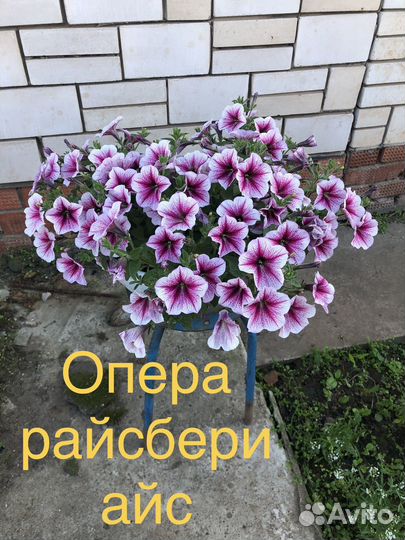 Петуния ампельная