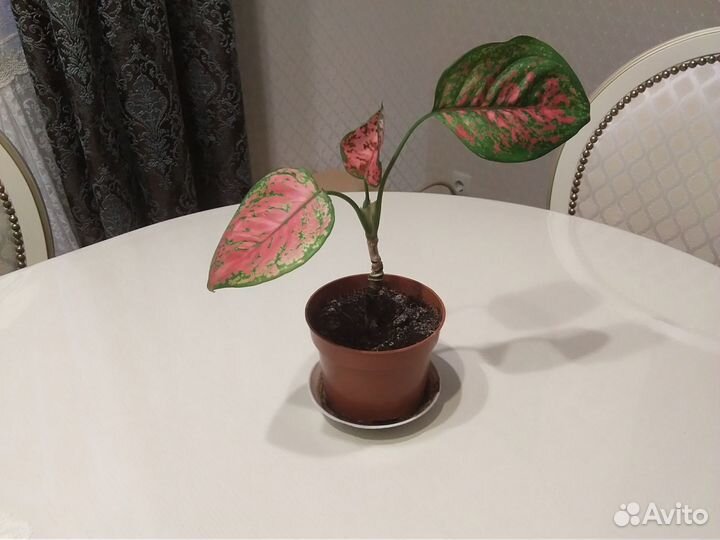 Комнатные цветы Аглаонема, Хлорофитум, Эписция