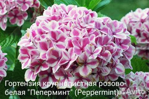 Цветочная и овощная рассада, розы, саженцы