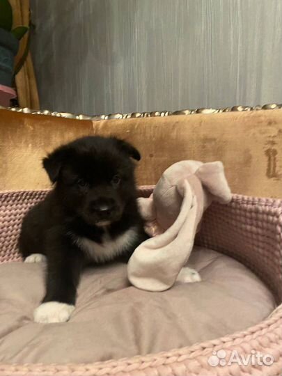 Щенки хаски