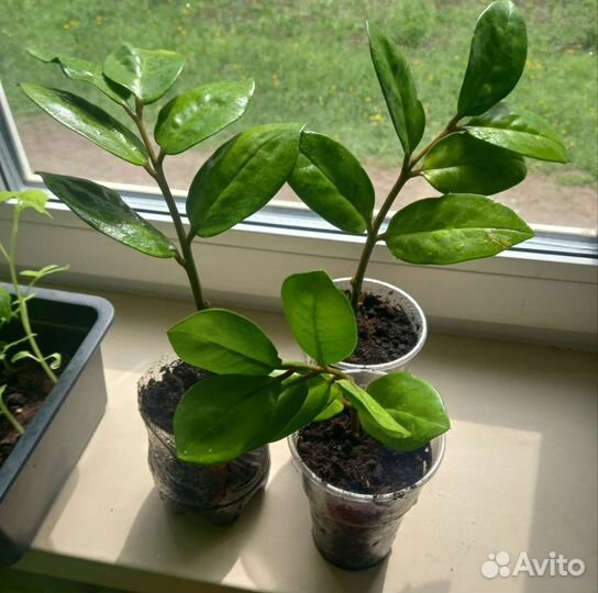 Замиокулькас