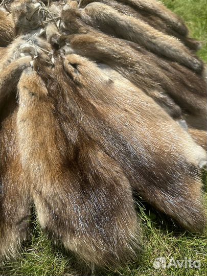 Шкуры андатры выделанной