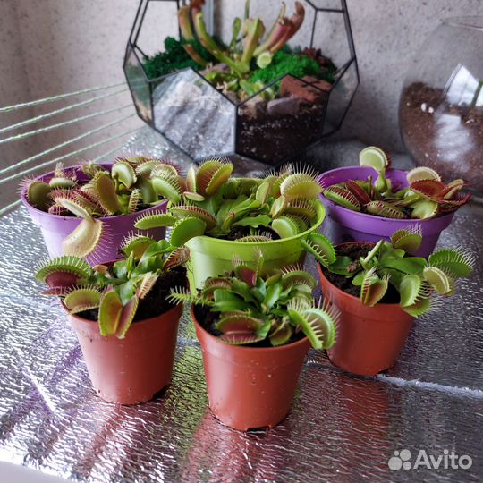 Венерина мухоловка