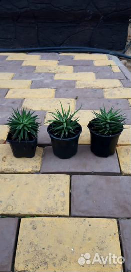 Комнатные цветы шефлера и хавортия