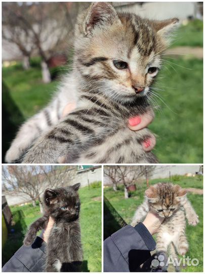 Котята в добрые руки