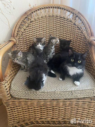 Котята в добрые руки даром