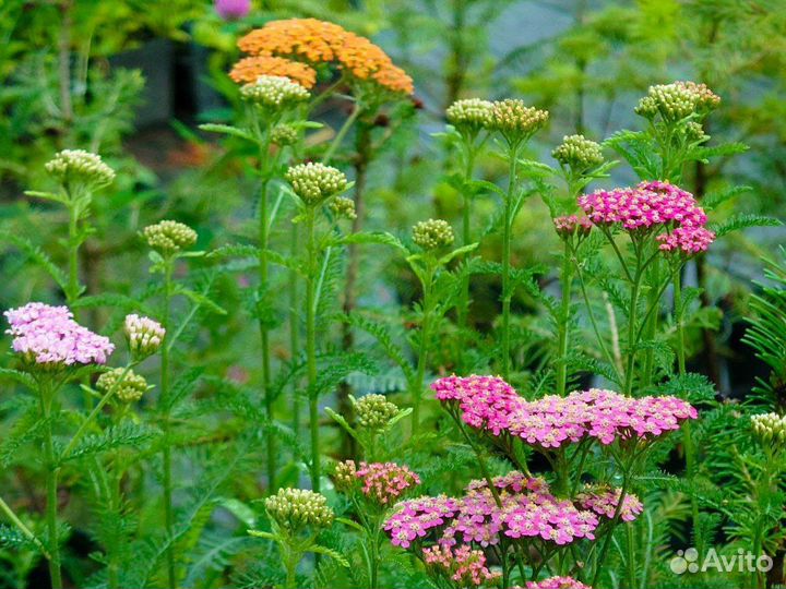 Саженцы растений