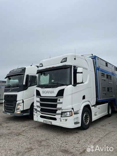 Перевозка скота по России и снг