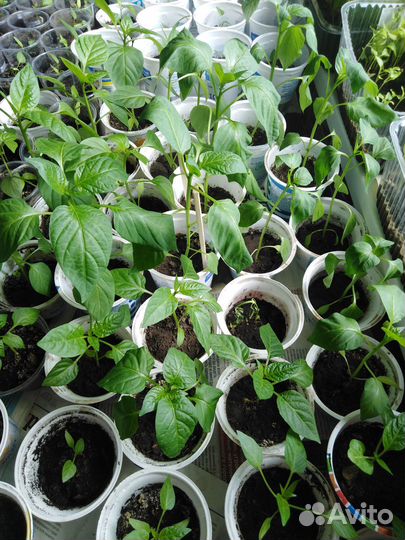 Рассада перца