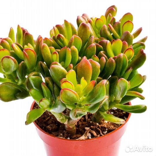 Крассула хоббит Сансет