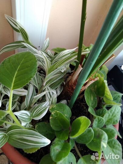 Комнатные цветы