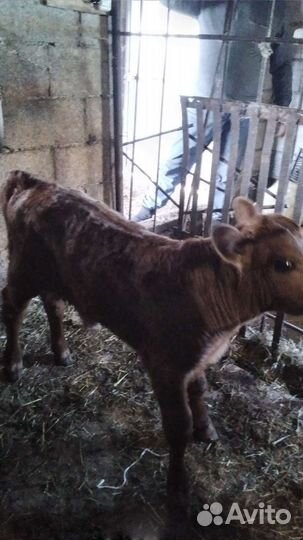 Телята бычки
