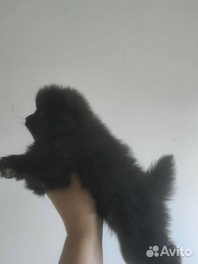 Щенки шпица