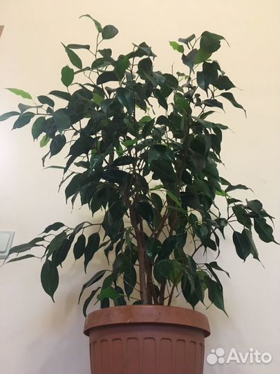 Фикус Бенджамина