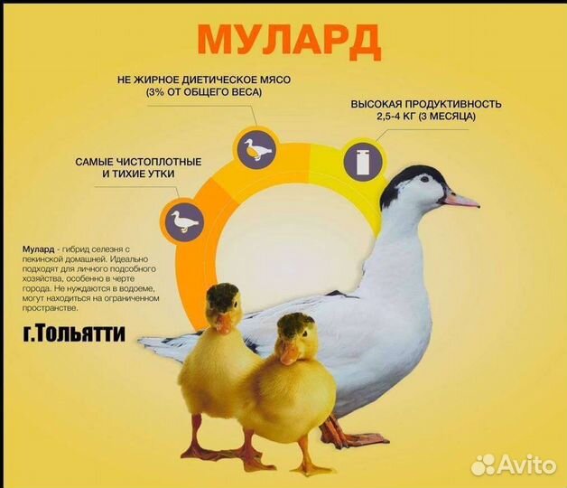 Суточная и подрощенная с/х птичка