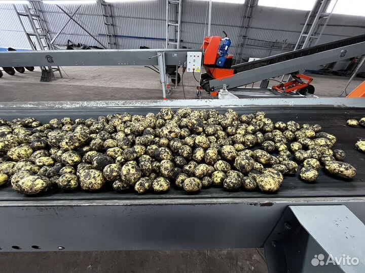 Картофель оптом от производителя