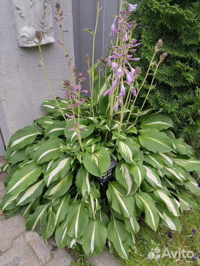 Хоста растение