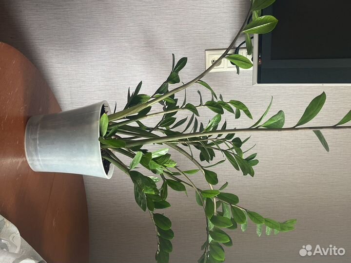 Замиокулькас