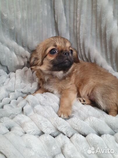 Продаётся щенок чихуахуа