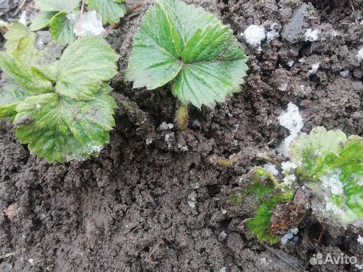 Кустик клубники 5 сортов