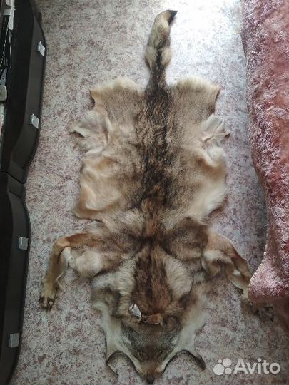 Шкура волка выделанная новая